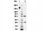 Sheep IgG (BULK ORDER)